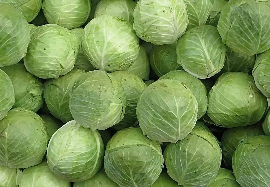 洋白菜最新價(jià)格動態(tài)與市場深度解析