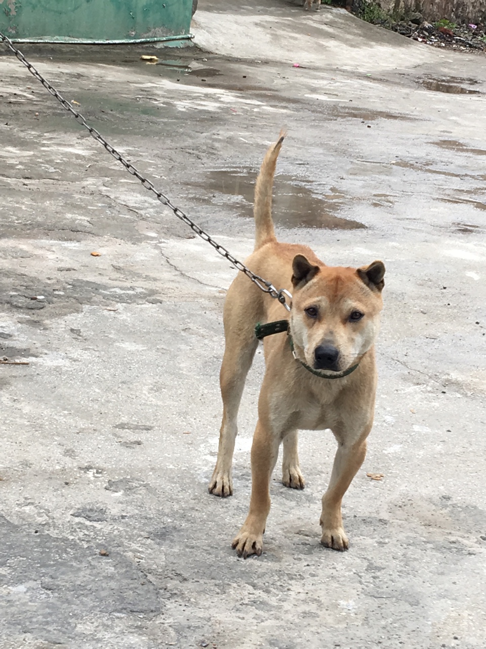 最新土獵犬出售，探索土獵犬的魅力、價(jià)值及獨(dú)特之處