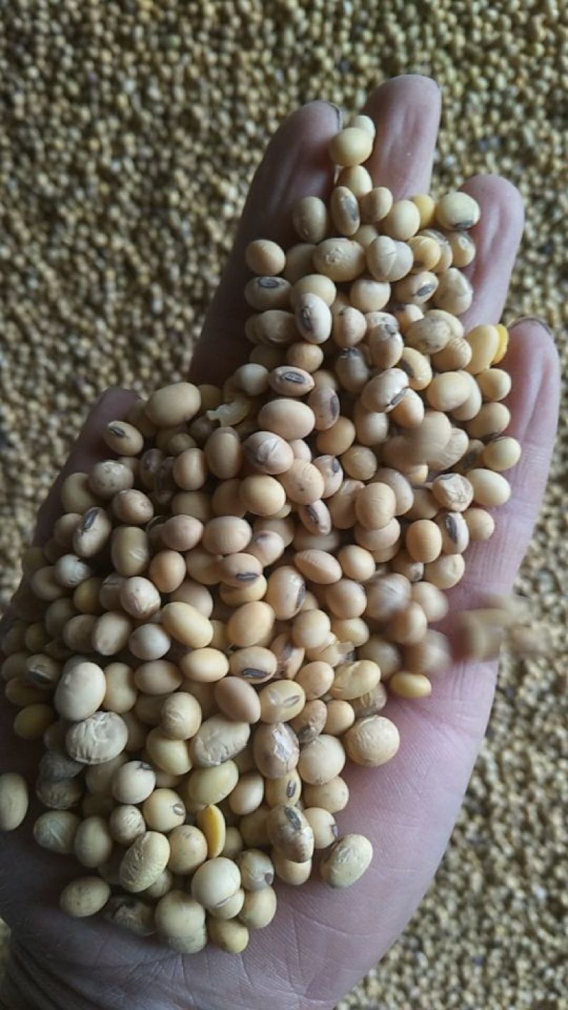 江蘇黃豆價(jià)格動(dòng)態(tài)解析與趨勢(shì)分析
